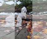 Small Photo #1 Aussiedoodle Miniature  Puppy For Sale in SPIRIT LAKE, ID, USA