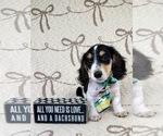 Small #1 Dachshund