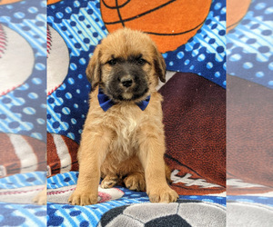 Saint Berdoodle Puppy for sale in PEACH BOTTOM, PA, USA