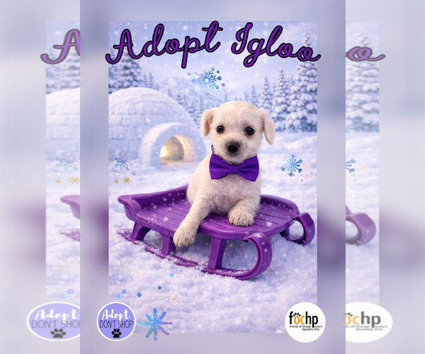 Medium Photo #1 Poodle (Toy) Puppy For Sale in Menifee, CA, USA