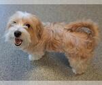 Small Maltese Mix