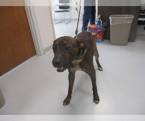 Plott Hound-Unknown Mix Dogs for adoption in Ocala, FL, USA