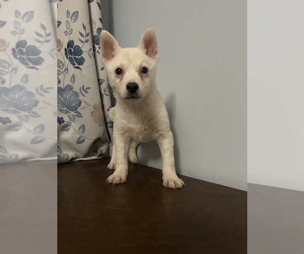 Medium Photo #17 Alaskan Klee Kai Puppy For Sale in DURHAM, CT, USA