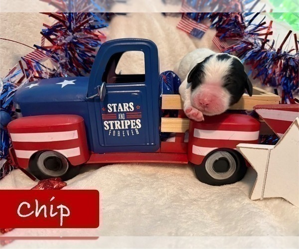 Medium Photo #9 Bernedoodle Puppy For Sale in MENIFEE, CA, USA