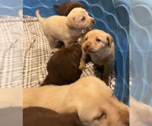 Labrador Retriever Puppy for sale in MYERSDALE, PA, USA
