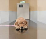 Small #4 Golden Retriever