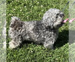 Small #2 Shih Tzu Mix