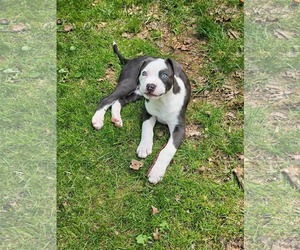 Mutt Dogs for adoption in Rockaway, NJ, USA