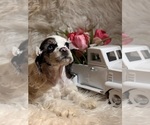 Small #2 Cocker Spaniel