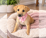 Small Photo #3 Aussiedor Puppy For Sale in Phoenix, AZ, USA