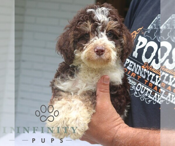 Medium Photo #2 Bernedoodle (Miniature) Puppy For Sale in NARVON, PA, USA