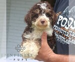 Small #1 Bernedoodle (Miniature)