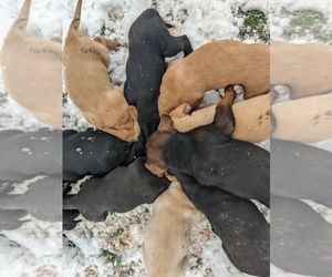 Labrador Retriever Puppy for sale in MASON, WI, USA
