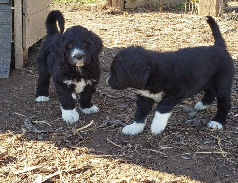 Medium Photo #4 Pyredoodle Puppy For Sale in GOWER, MO, USA