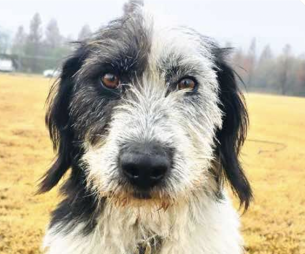 Medium Photo #1 Mutt Puppy For Sale in San Ramon, CA, USA
