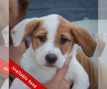 Small Mutt
