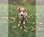 Small Photo #2 Unknown-Welsh Corgi Mix Puppy For Sale in Boston, MA, USA