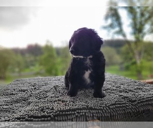 Aussiedoodle Miniature  Puppy for sale in LEBANON, OR, USA