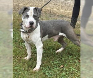 DA 2 Owen - Male American Staffordshire Terrier Dog for Adoption - Photo #3