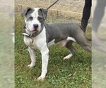 Small Photo #3 American Staffordshire Terrier Puppy For Sale in Glen Allen, VA, USA