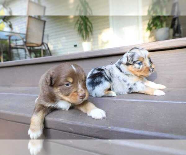 Medium Photo #8 Miniature Australian Shepherd Puppy For Sale in DAWSON, GA, USA