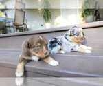 Small Photo #57 Miniature Australian Shepherd Puppy For Sale in DAWSON, GA, USA