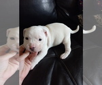 Puppy 2 Bullypit