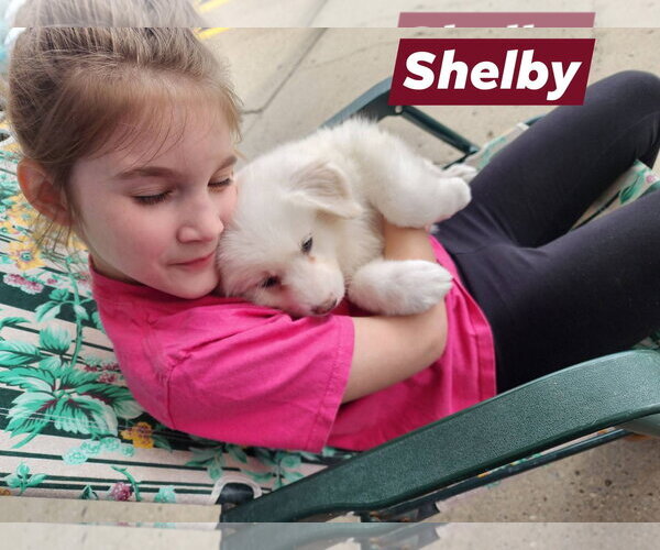 Medium Photo #2 Great Pyrenees Puppy For Sale in Marine City, MI, USA