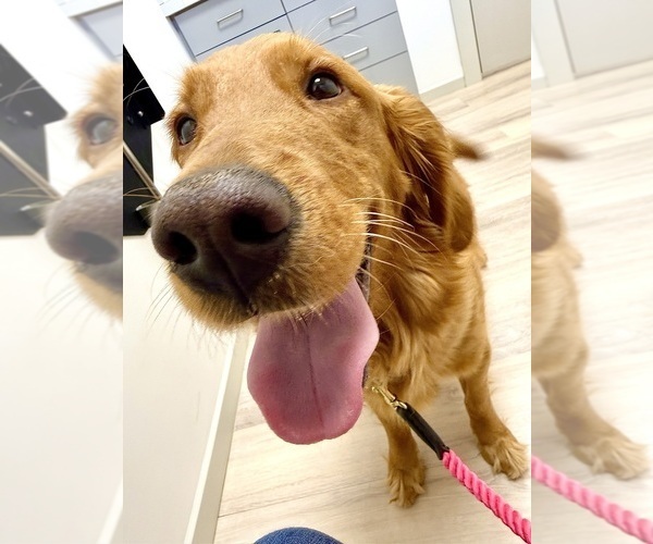 Medium Photo #1 Golden Retriever Puppy For Sale in LANDRUM, SC, USA