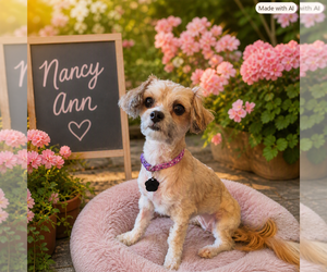 Maltese Dogs for adoption in Menifee, CA, USA
