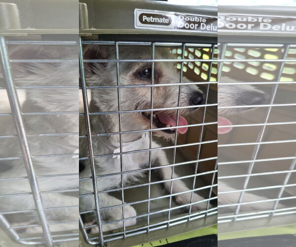 Medium Photo #11 Mutt Puppy For Sale in Sebec, ME, USA