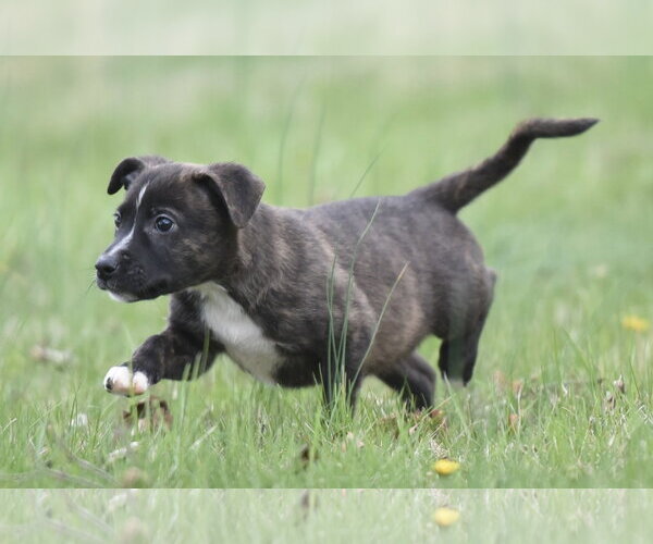 Medium Photo #3 Chihuahua-Unknown Mix Puppy For Sale in Mechanicsburg, PA, USA