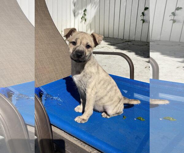 Medium Photo #3 Mutt Puppy For Sale in San Diego, CA, USA