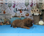 Small #8 Cavalier King Charles Spaniel