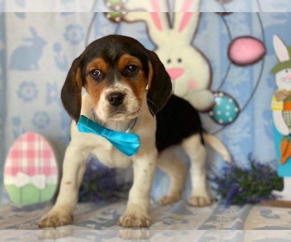 Medium Photo #3 Beagle Puppy For Sale in LANCASTER, PA, USA