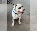 Small #4 American Staffordshire Terrier Mix