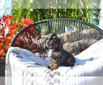 Small #2 Cavapoo