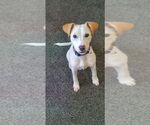 Small Photo #4 Jack Russell Terrier-Labrador Retriever Mix Puppy For Sale in Aurora, IN, USA