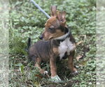 Small #2 Chihuahua