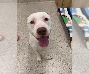 American Pit Bull Terrier-Unknown Mix Dogs for adoption in Brighton, CO, USA