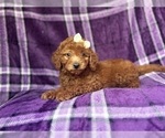 Small #5 Goldendoodle (Miniature)