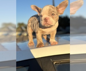 American Bully Puppy for sale in SACRAMENTO, CA, USA