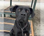 Small #2 Labrador Retriever Mix