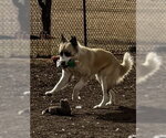 Small #1 Anatolian Shepherd Mix