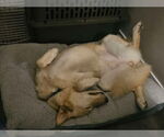 Small #2 Golden Retriever-Huskies  Mix