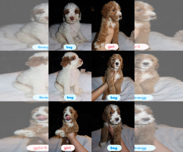Medium Photo #1 Goldendoodle mix (+ Poodle Standard) Puppy For Sale in COLTON, CA, USA