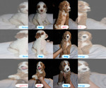 Small Goldendoodle mix (+ Poodle Standard)