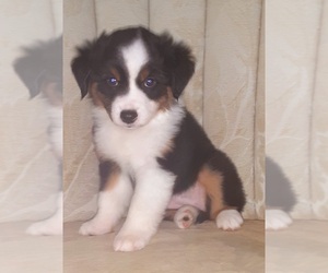 Miniature Australian Shepherd Puppy for sale in BIG SANDY, TX, USA