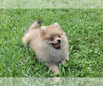 Small Photo #6 Pomeranian Puppy For Sale in HOLLYWOOD, FL, USA