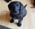 Puppy 4 Aussiedoodle-German Shepherd Dog Mix